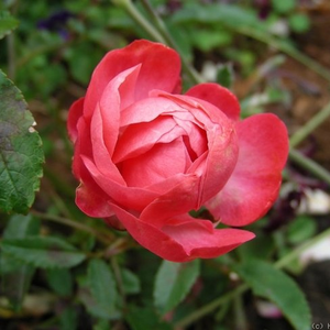 Poзa Дик Костер - бордовая - Полиантовая роза 